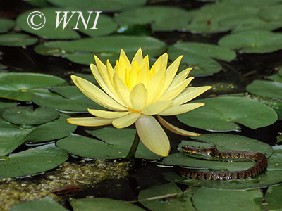Yellow Water-lily (Nymphaea mexicana)